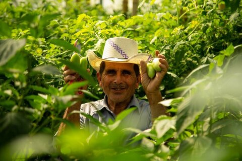 Agricultores producen oro verde en el lugar menos esperado: el Corredor Seco